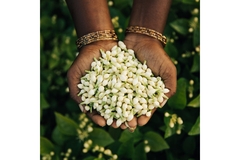 Image woman's hand with many small jasmin buds.